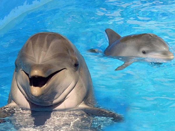 Swim with Dolphins in Marmaris